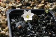 Hepatica falconeri