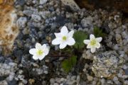 Hepatica falconer