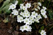 Hepatica nobilis 'Alba'