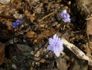 Hepatica nobilis 'Plena Latvia Form'