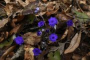 Hepatica nobilis 'Plena'