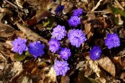 Hepatica nobilis 'Plena'