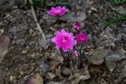 Hepatica nobilis 'Rubra Plena'