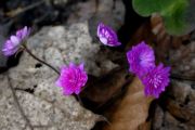 Hepatica nobilis 'Rucksans Double Red'