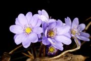 Hepatica nobilis