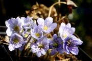 Hepatica nobilis