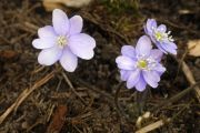 Hepatica nobilis