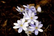 Hepatica nobilis