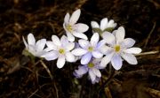 Hepatica nobilis