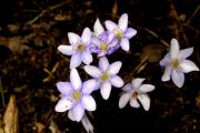 Hepatica nobilis