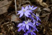 Hepatica nobilis