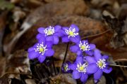 Hepatica nobilis