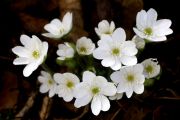 Hepatica nobilis