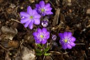 Hepatica nobilis