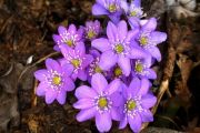 Hepatica nobilis