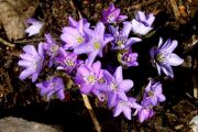 Hepatica nobilis