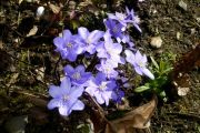 Hepatica nobilis