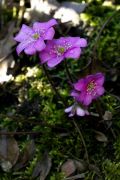 Hepatica nobilis