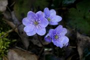 Hepatica nobilis