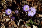 Hepatica nobilis