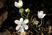 Hepatica nobilis f. alba