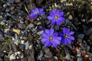 Hepatica nobilis