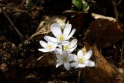 Hepatica nobilis f. alba