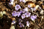 Hepatica nobilis