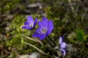 Hepatica nobilis