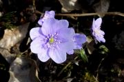 Hepatica nobilis