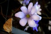 Hepatica nobilis