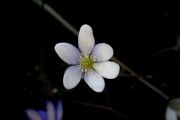 Hepatica nobilis