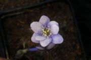 Hepatica nobilis