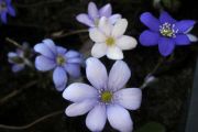 Hepatica nobilis