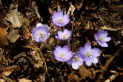 Hepatica nobilis