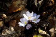 Hepatica nobilis