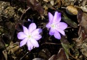 Hepatica nobilis f. rosea