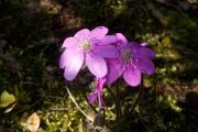 Hepatica nobilis f. rosea