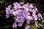 Hepatica nobilis f. rosea