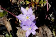 Hepatica nobilis subsp. pyrenaica