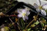 Hepatica nobilis subsp. pyrenaica