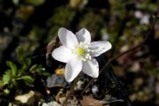 Hepatica nobilis subsp. pyrenaica