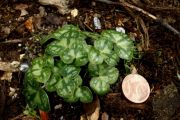 Hepatica nobilis subsp. pyrenaica f. marmorata