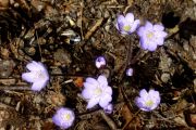 Hepatica nobilis subsp. pyrenaica