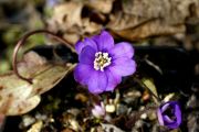 Hepatica nobilis subsp. pyrenaica