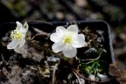 Hepatica nobilis subsp. pyrenaica