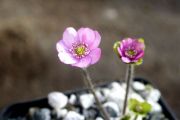 Hepatica nobilis subsp. pyrenaica