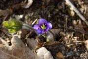 Hepatica nobilis subsp. pyrenaica