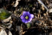 Hepatica nobilis subsp. pyrenaica