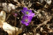 Hepatica nobilis var. japonica